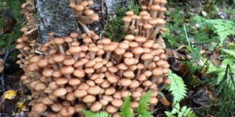 Breza agarica: fotografija, kako izgledaju, upotreba